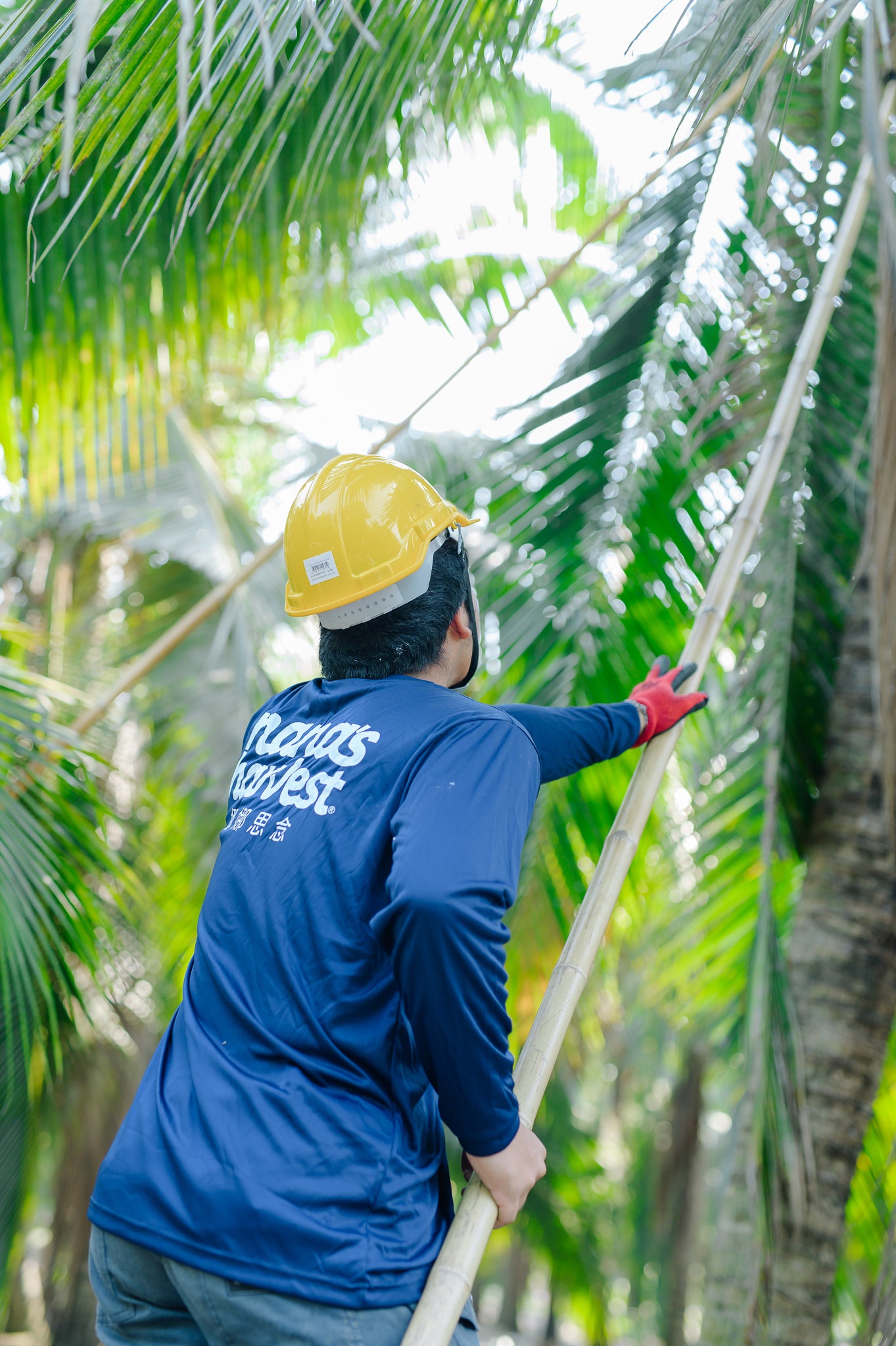 野菜 Nana About Us – Nana Harvest